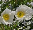 weiß, zart, pastell, Blumen-Meer in bayerischen Gärten weiß, zart, pastell, Blumen-Meer in bayerischen Gärten